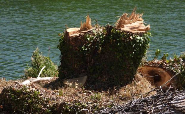 La tala de árboles en Baños y la muerte de peces en Araia, a examen