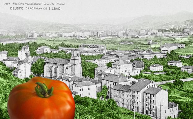 La contaminación mató al tomate de Deusto