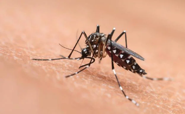 Detectan en Bizkaia una variedad de mosquito tigre resistente a insecticidas