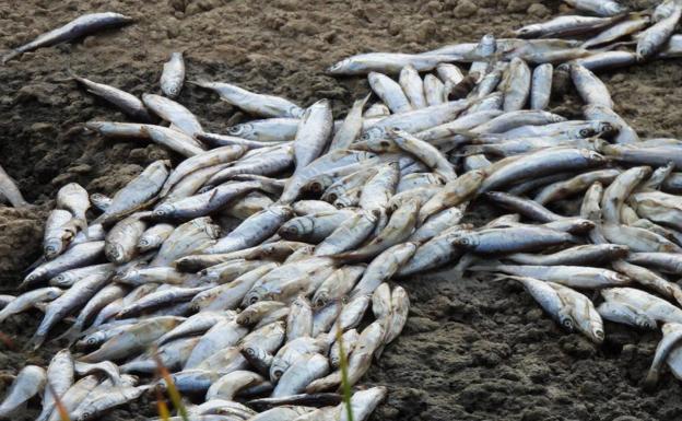 Denuncian la aparición de decenas de peces muertos en Baños de Ebro