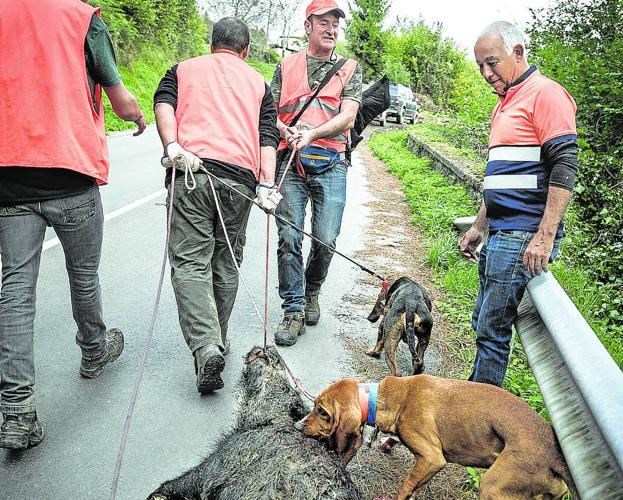 La población de jabalíes sigue al alza pese a los 3.000 que se abaten cada año en Álava