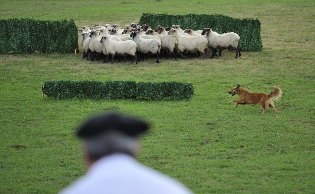 El Campeonato de perros pastor vasco veta a los border collie