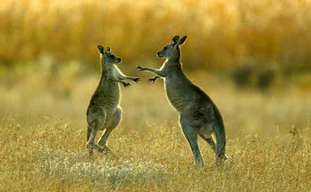 Un canguro mata en Australia a un hombre que lo tenía como mascota