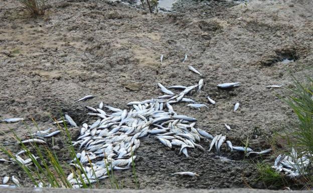 Podemos lleva la muerte de peces en Álava al Ministerio