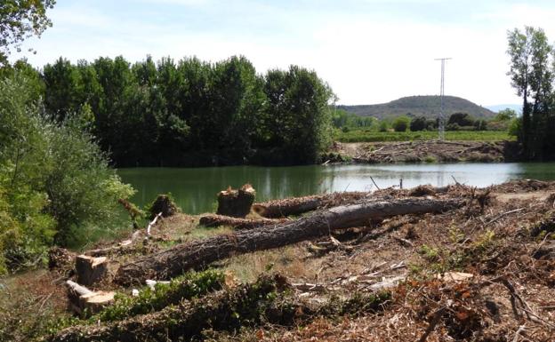 La Fiscalía de Álava abre una investigación sobre la tala de chopos en Baños de Ebro