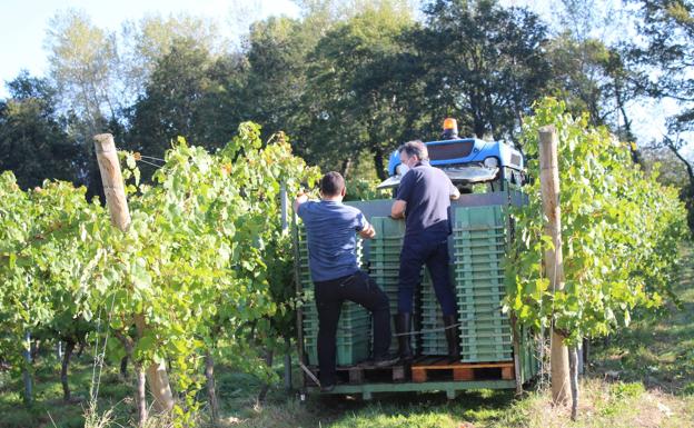 La sequía adelanta la vendimia de txakoli en Álava