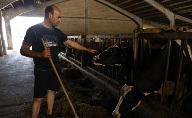 El ganado se come la alfalfa del invierno