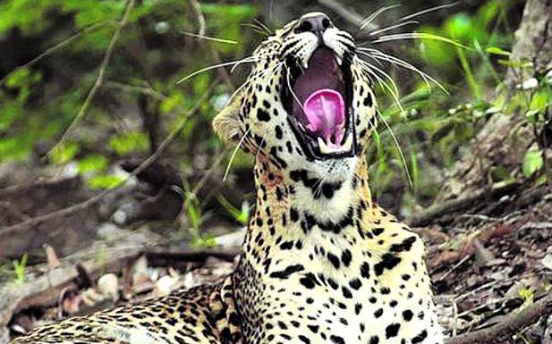 'El Silencio que queda' y 'Extremadura', en el Ciclo de Cine Medioambiental de los Florida