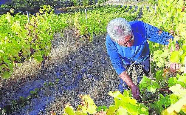 El calor y la sequía adelantan la vendimia de El Ternero y Término de Miranda