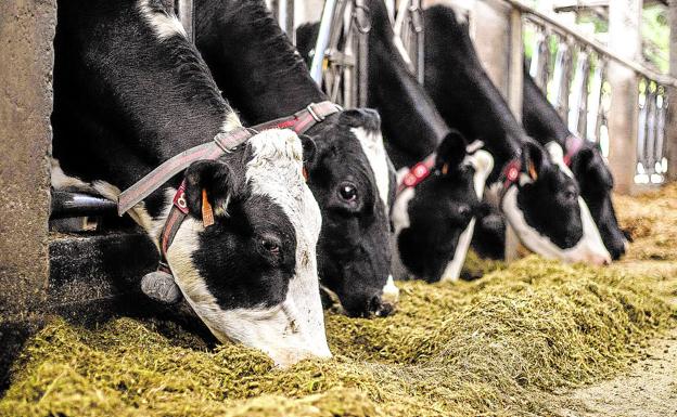 Diez granjas alavesas se suman a las demandas contra 'el cártel de la leche' por pactar precios