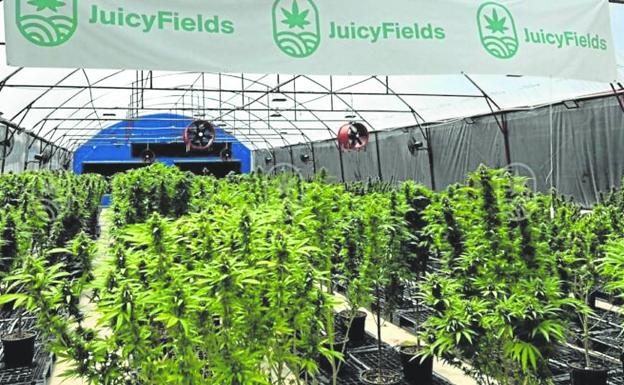 Decenas de vizcaínos atrapados en la estafa piramidal de la marihuana virtual