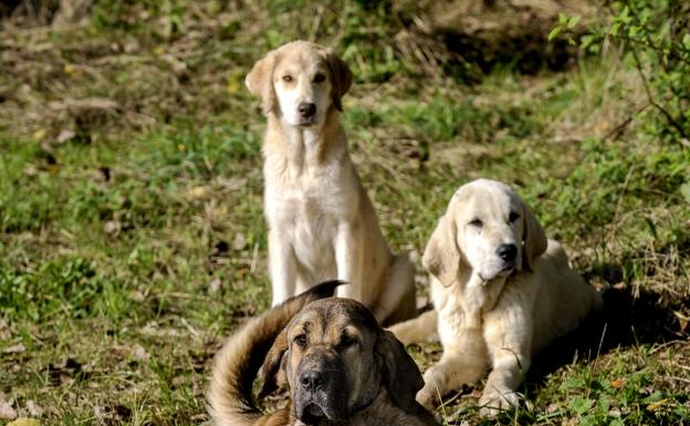 Euskadi obligará a vacunarse contra la rabia a 300.000 perros