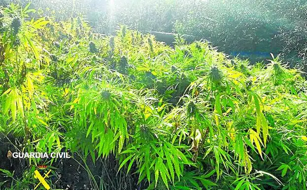 Localizan en La Puebla una plantación con más de 180 kilos de marihuana