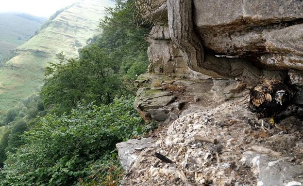 El alimoche, la última víctima de las tórridas temperaturas de este verano en Bizkaia