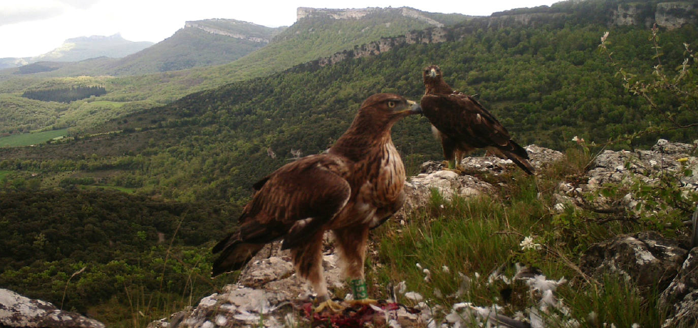 Rapaces que vuelan con un GPS a cuestas
