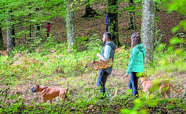 La escasez de lluvias arruina el arranque de la temporada de setas