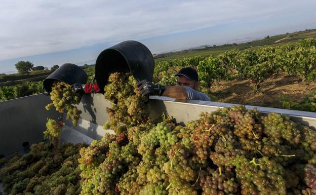 El Gobierno vasco autoriza a ABRA la venta de vino en España bajo el etiquetado 'Viñedos de Álava'