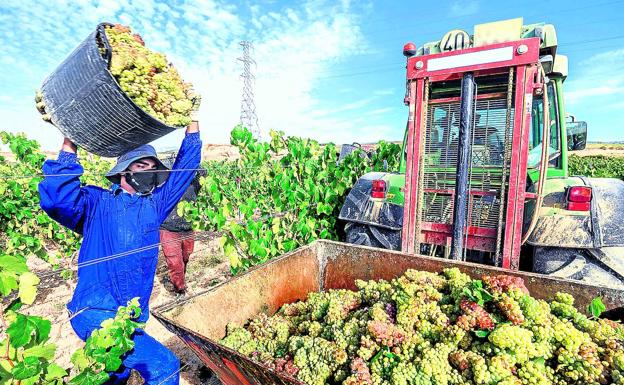 El Consejo Regulador del Rioja redoblará su ofensiva judicial para frustrar Viñedos de Álava