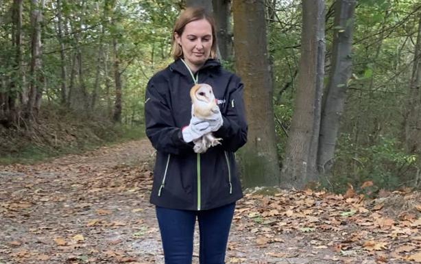 Diputación suelta tres ejemplares de lechuza en el monte Artxanda