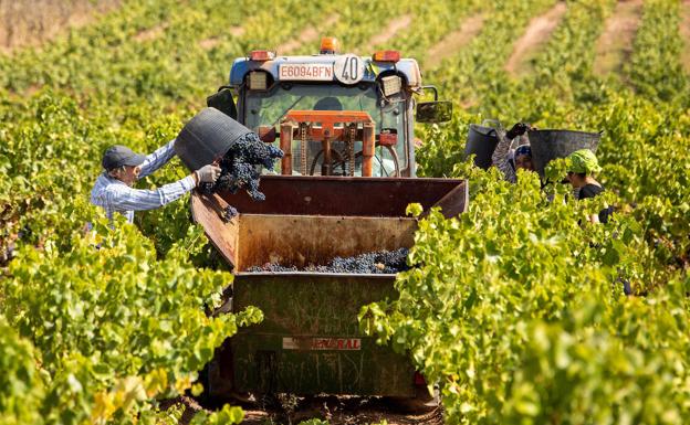 Rioja lanza otra andanada de recursos para evitar la venta de botellas de Viñedos de Álava