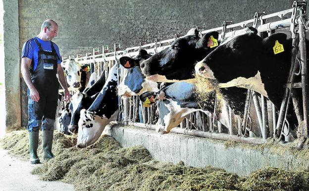 Los elevados costes obligan a los ganaderos vascos a sacrificar 6.000 vacas de leche