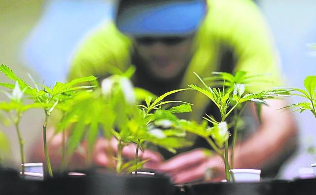 «Los grandes traficantes optan por los generadores de electricidad»