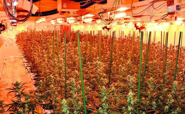 La lucha policial contra la marihuana aflora este año más de 200 kilos y 600 plantas en Álava