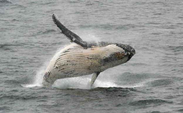 ¿Cuántos microplásticos se come una ballena al día? La mayoría está en el cuerpo de sus presas