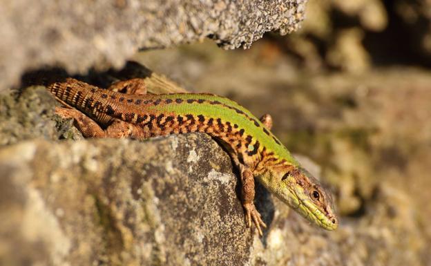 Una colonia de lagartijas italianas amenaza a las roqueras locales en Bilbao
