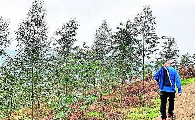 El eucalipto no hace bosque