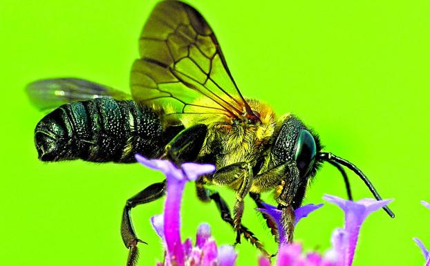 Detectan en Álava el primer ejemplar de Euskadi de una abeja gigante de Asia