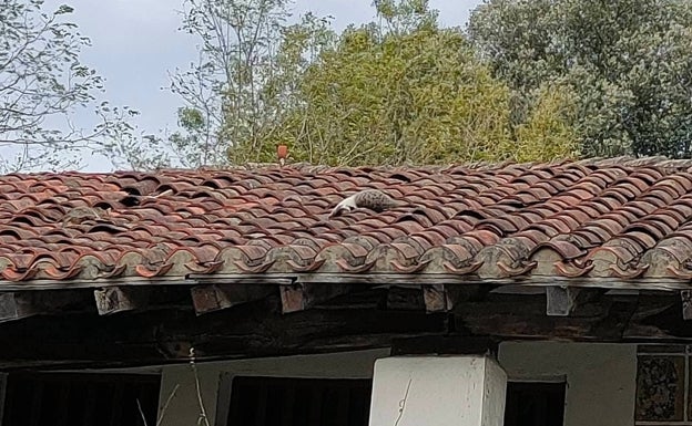 Arrojan gatos muertos al tejado de una ermita de Abadiño