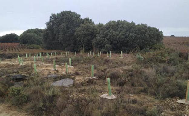 Navaridas aumenta su superficie forestal con 300 árboles