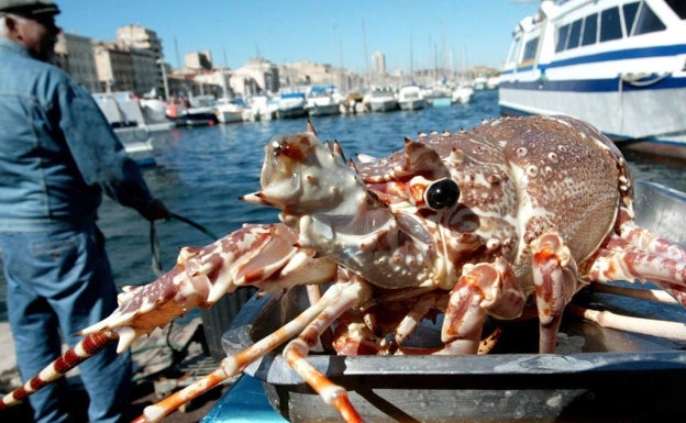 Una bacteria tóxica, detectada por primera vez en residuos plásticos del Mediterráneo