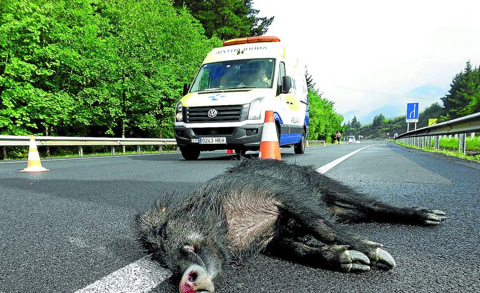 Animales salvajes causan casi 400 accidentes al año en las carreteras de Bizkaia