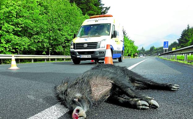 Animales salvajes causan casi 400 accidentes al año en las carreteras de Bizkaia