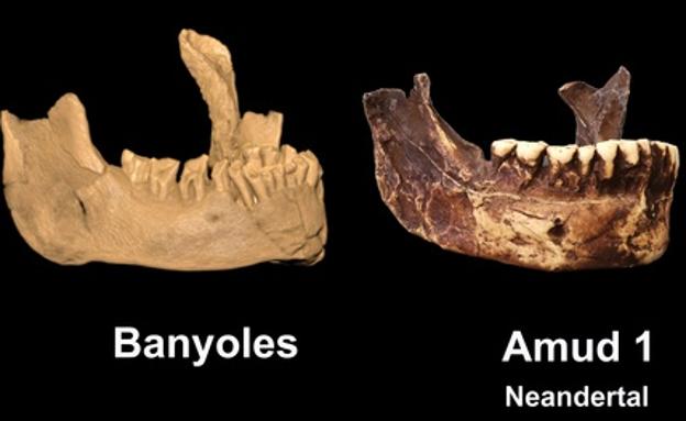 Una mandíbula encontrada en 1887 en Banyoles perteneció al Homo sapiens más antiguo de Europa