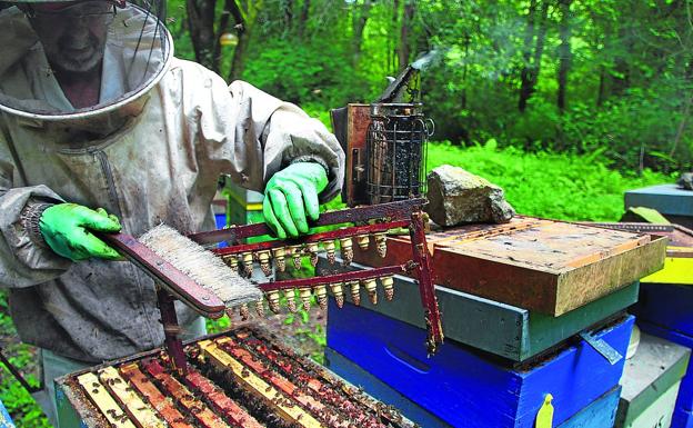 La avispa asiática reduce en más de un tercio el número de colmenas en Bizkaia