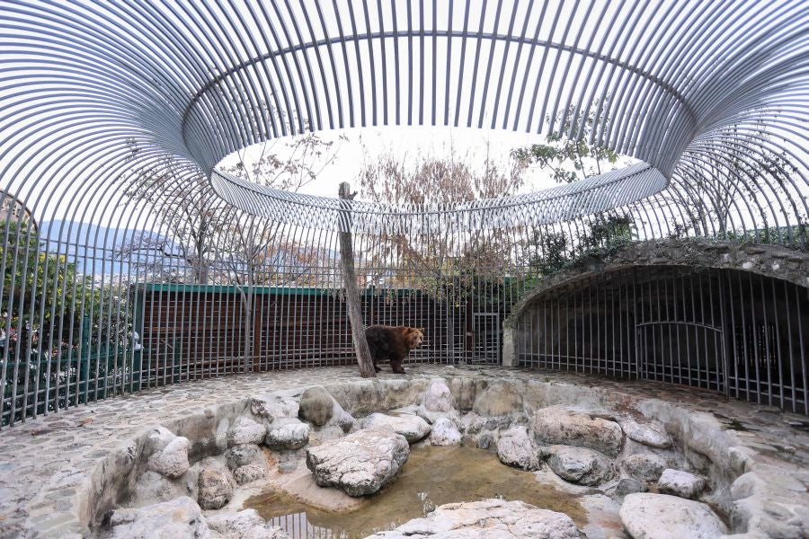 El oso Mark recupera su libertad tras veinte años de cautiverio