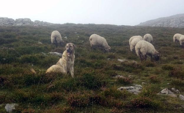 Los lobos protagonizan 15 ataques a reses en el Gorbea