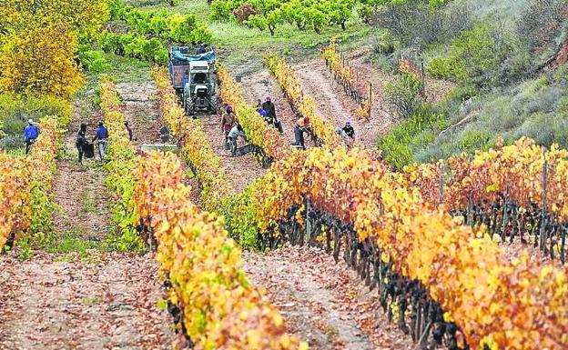 La superficie de viñedo no crecerá en Rioja mientras Ribera sumará 235 hectáreas