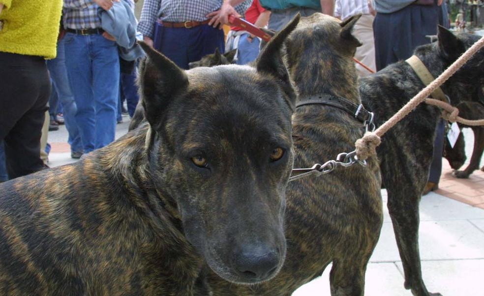 La Fiscalía pide a la Ertzaintza que enumere los perros villanos con las orejas cortadas
