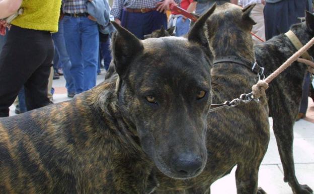 La Fiscalía pide a la Ertzaintza que enumere los perros villanos con las orejas cortadas