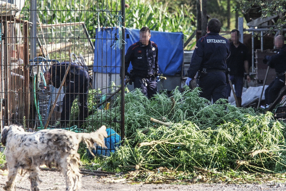 Mafias y problemas psiquiátricos, el cada vez más peligroso mundo de la marihuana en Euskadi