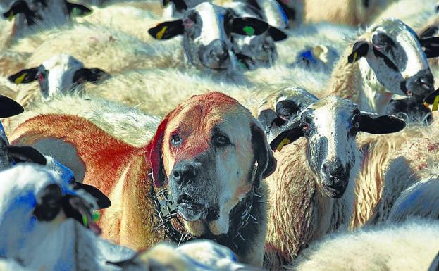 «La solución al lobo no son los mastines»