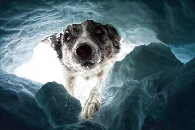 Perros de postal: las imágenes más entrañables de nuestras mascotas