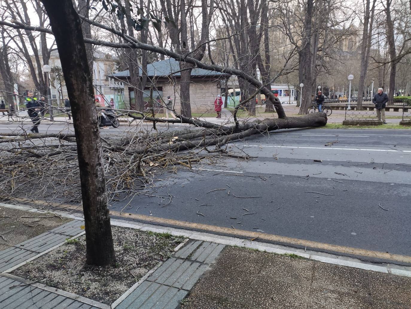 Reabren al tráfico la calle Ramón y Cajal tras la caída de un árbol podrido