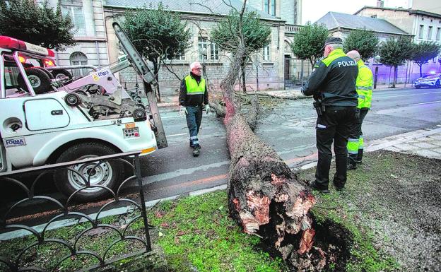 Vitoria estudiará el estado de los árboles de La Florida tras la caída de un gran castaño