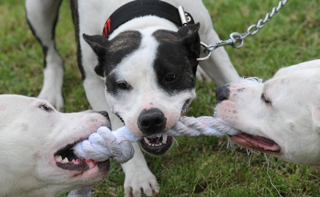 Cuatro pitbulls atacan brutalmente a una mujer de 70 años en Ourense