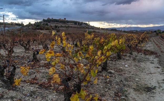 González insiste en que la mayoría de bodegueros apuesta por «la diferenciación dentro de Rioja»